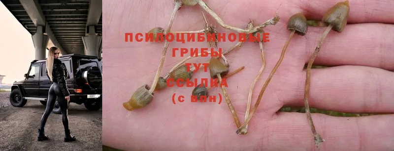 Псилоцибиновые грибы Psilocybine cubensis  Красновишерск 